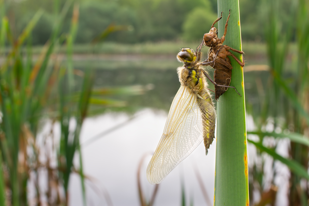 Newly emerged Four-Spotted Chaser wideangle 3